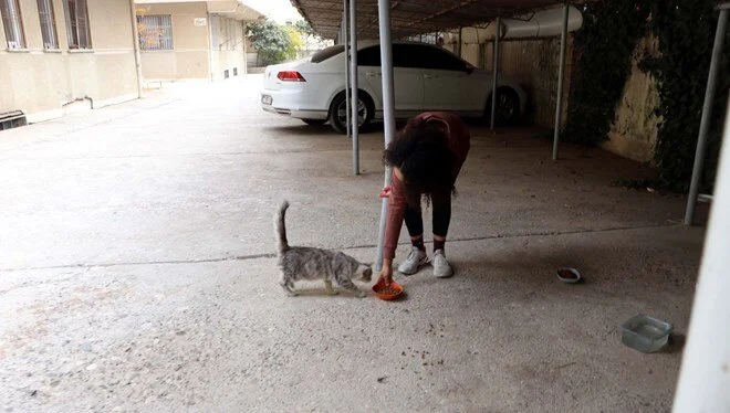 Gaziantep'te 3 kedi şişlenerek öldürüldü